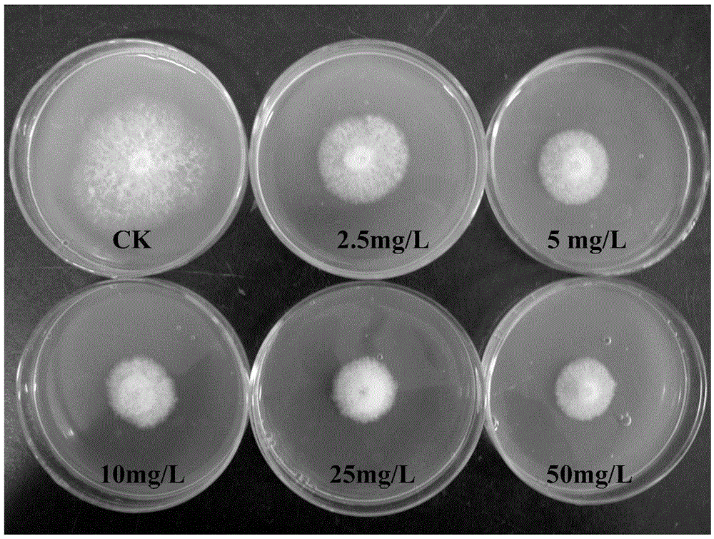 Application of 4-chlorocinnamaldehyde thiosemicarbazide in the control of plant diseases