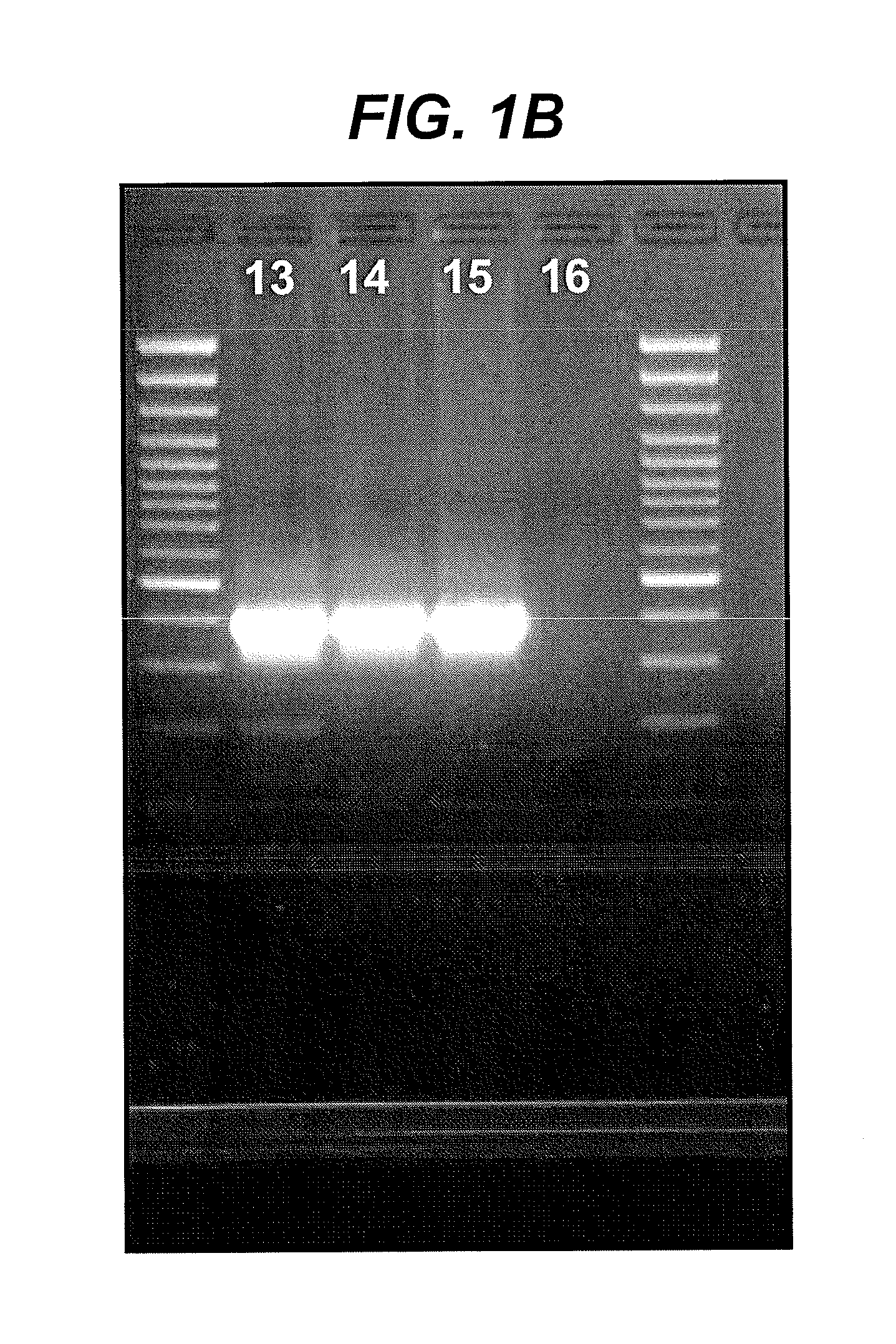 Generic assays for detection of mamalian reovirus