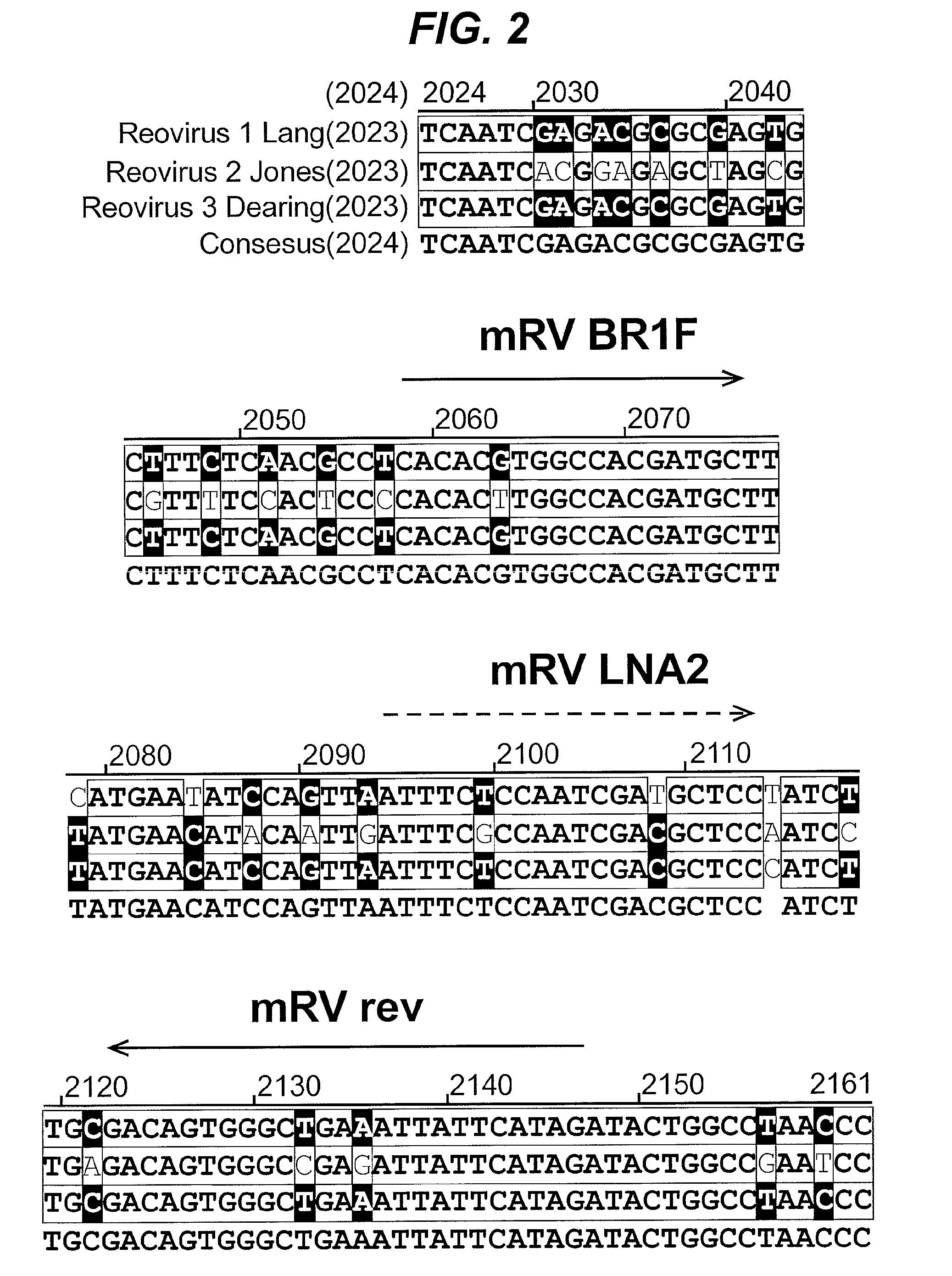 Generic assays for detection of mamalian reovirus