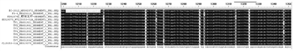 Fluorescent quantitative RT-PCR primer pair, probe, kit and detection method for detecting tilapia lake virus