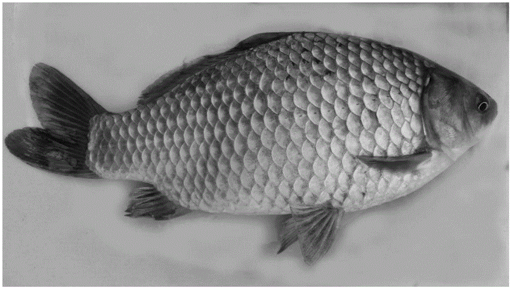 A kind of hybrid breeding method of hybrid carp and Pengze crucian carp