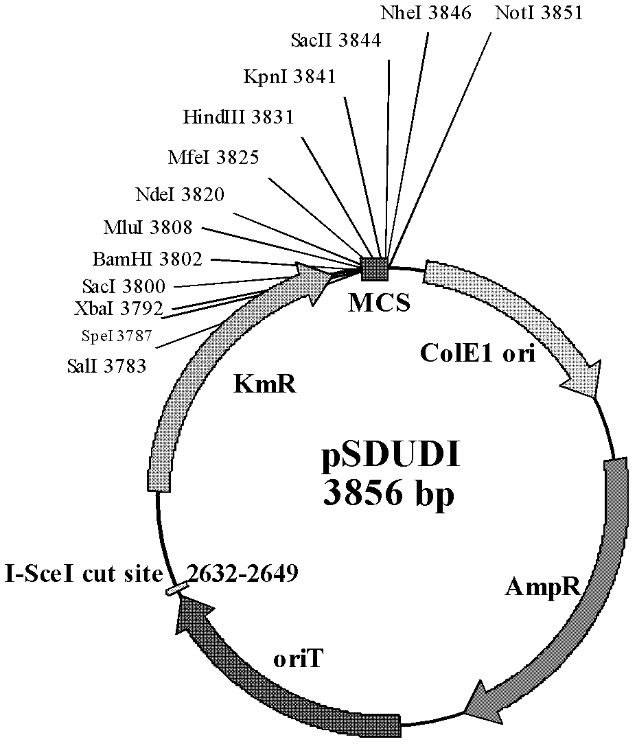 Method of performing traceless knockout and integration on gene of Acidithiobacillus caldus