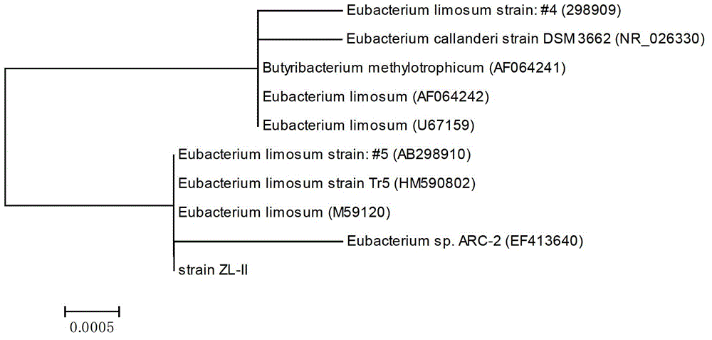 A Strain of Eubacterium mucilage and Its Application