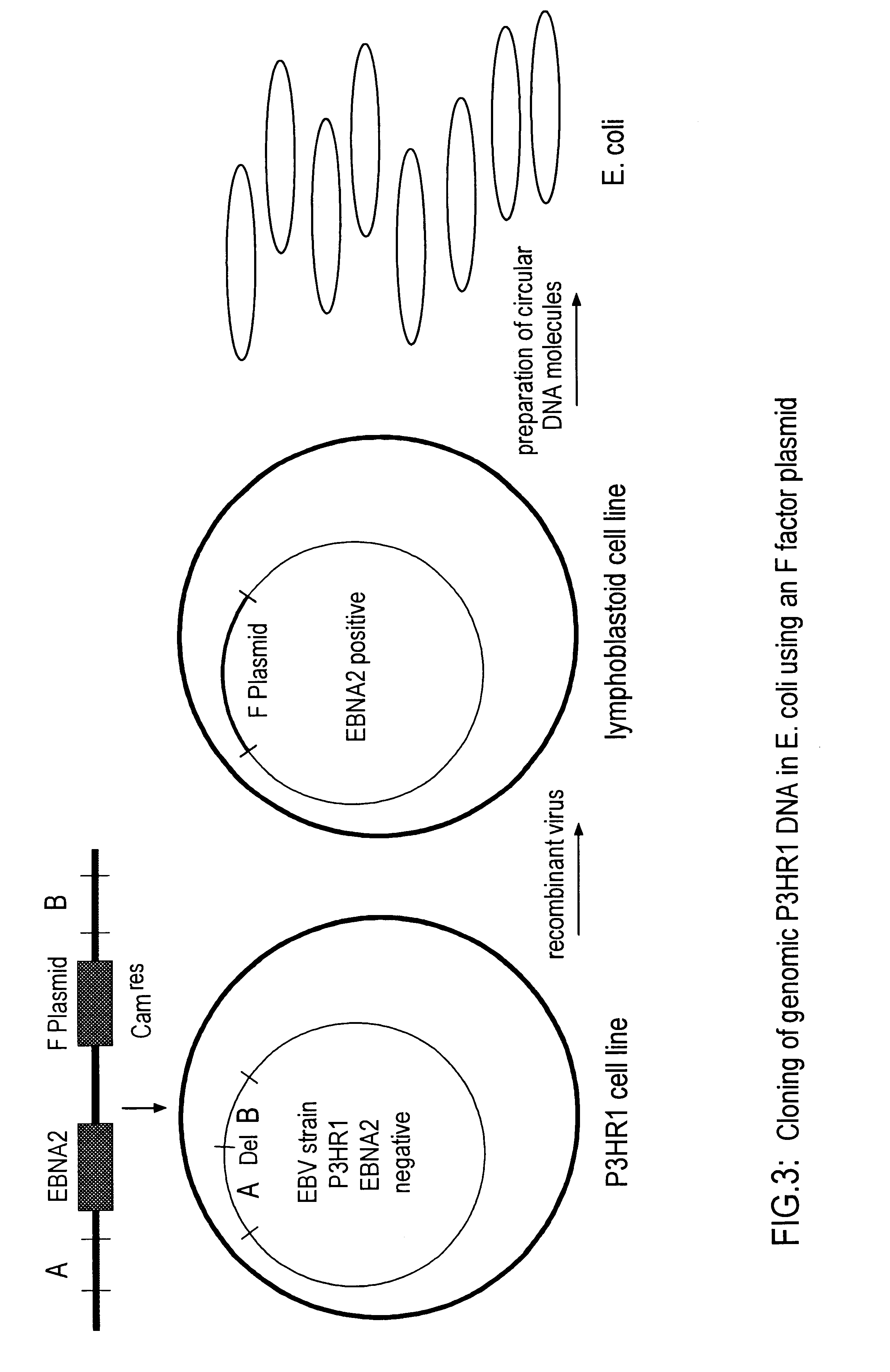 DNA virus vectors and methods for their preparation