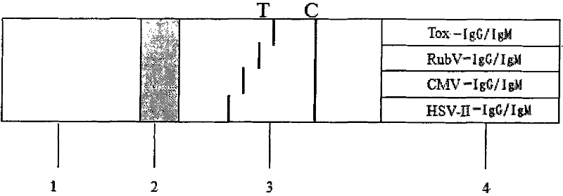 Immunochromatographic test paper and preparation method for simultaneously detecting torch infection