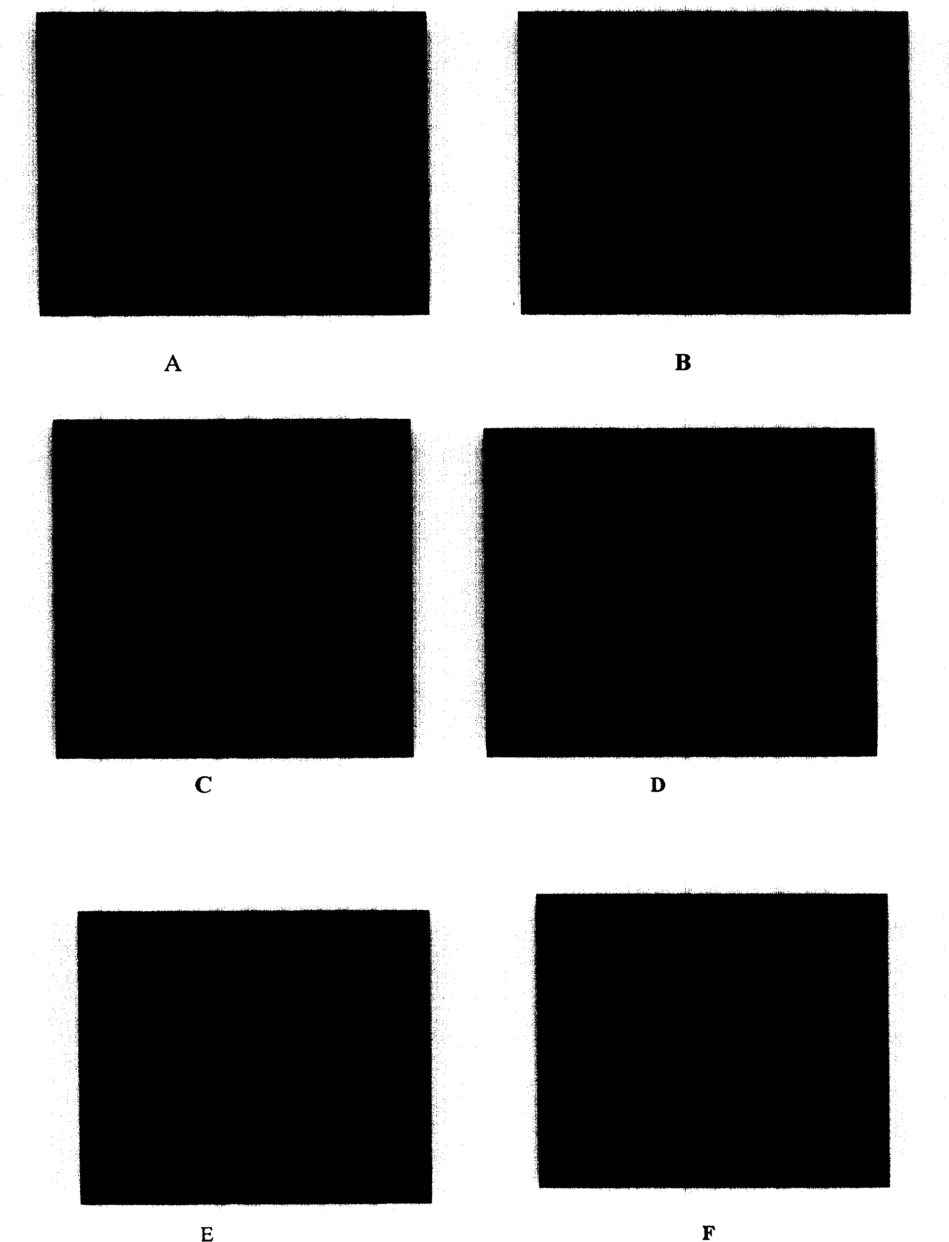 Selective breeding method for cabbage cytoplasm male sterile line