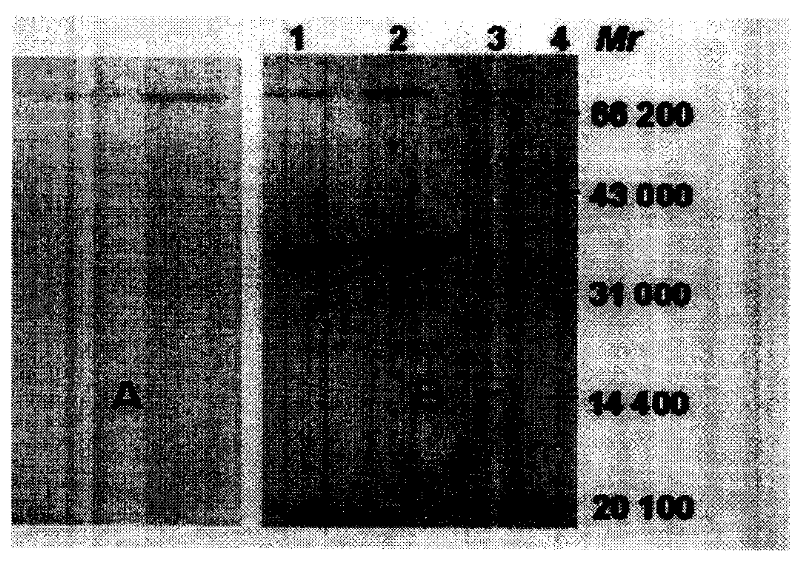 Syphilis spirochete membrane antigen with shortened expression and uses thereof