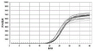 Method for screening fine progeny strain polyploidy plant of Chinese gooseberry Hort 16A