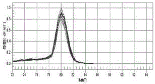 Method for screening fine progeny strain polyploidy plant of Chinese gooseberry Hort 16A