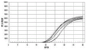 Method for screening fine progeny strain polyploidy plant of Chinese gooseberry Hort 16A