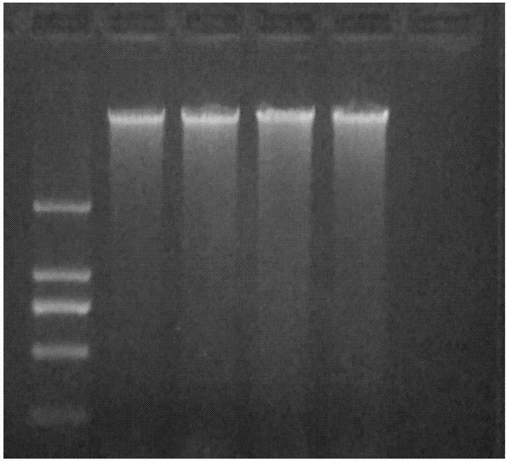 Quick extraction method of plant genomic DNA (Deoxyribonucleic Acid)