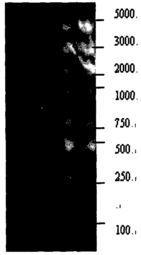 Overlap extension PCR method capable of connecting multiple fragments