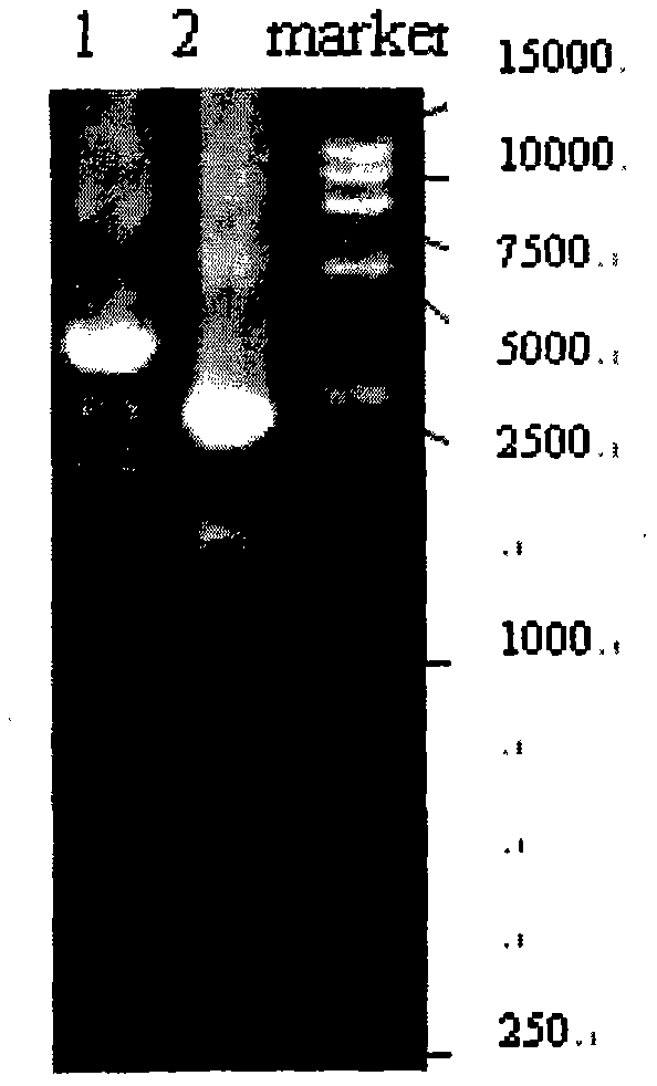 Overlap extension PCR method capable of connecting multiple fragments