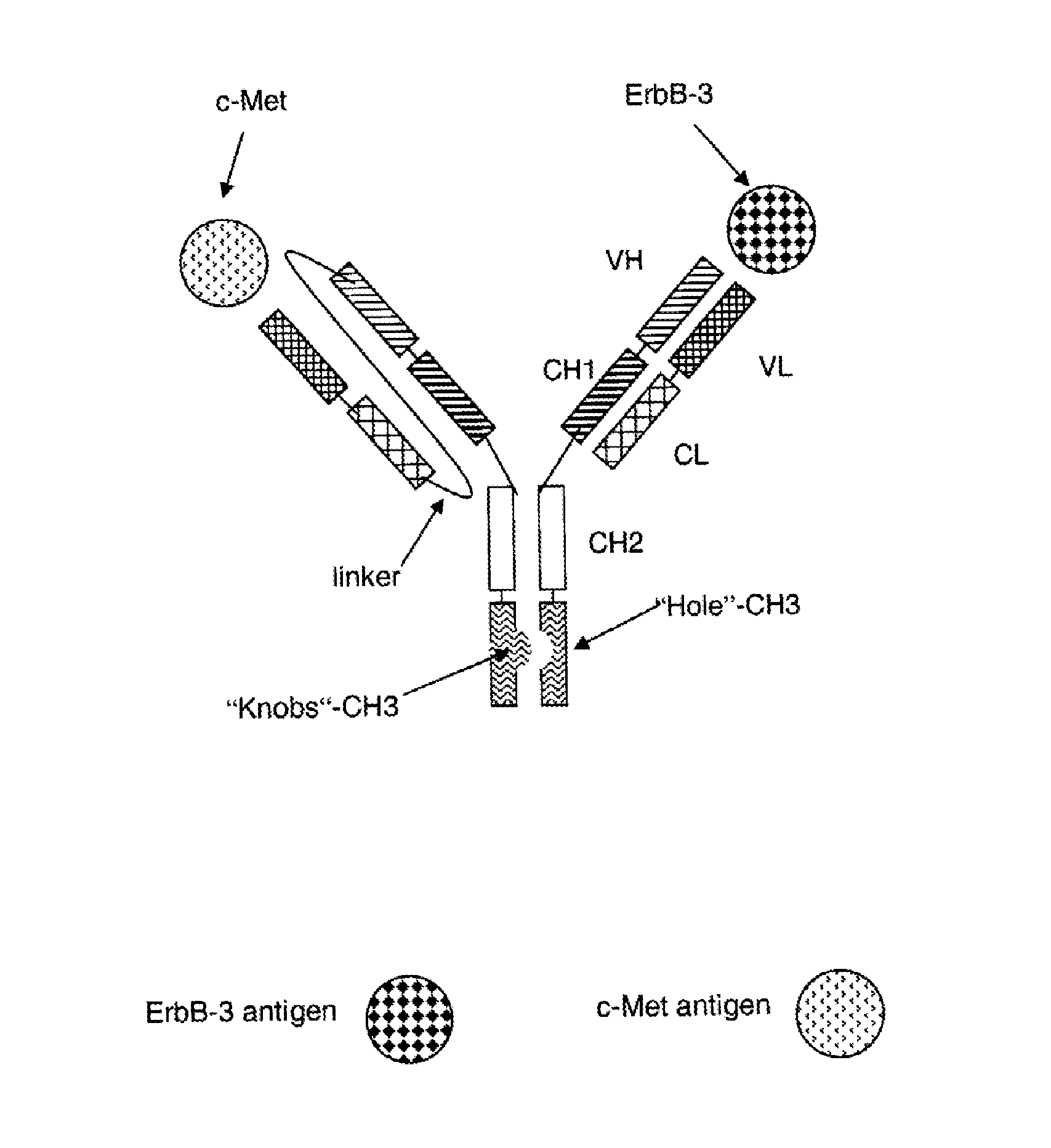 Bispecific Anti ErbB3 / Anti cMet Antibodies