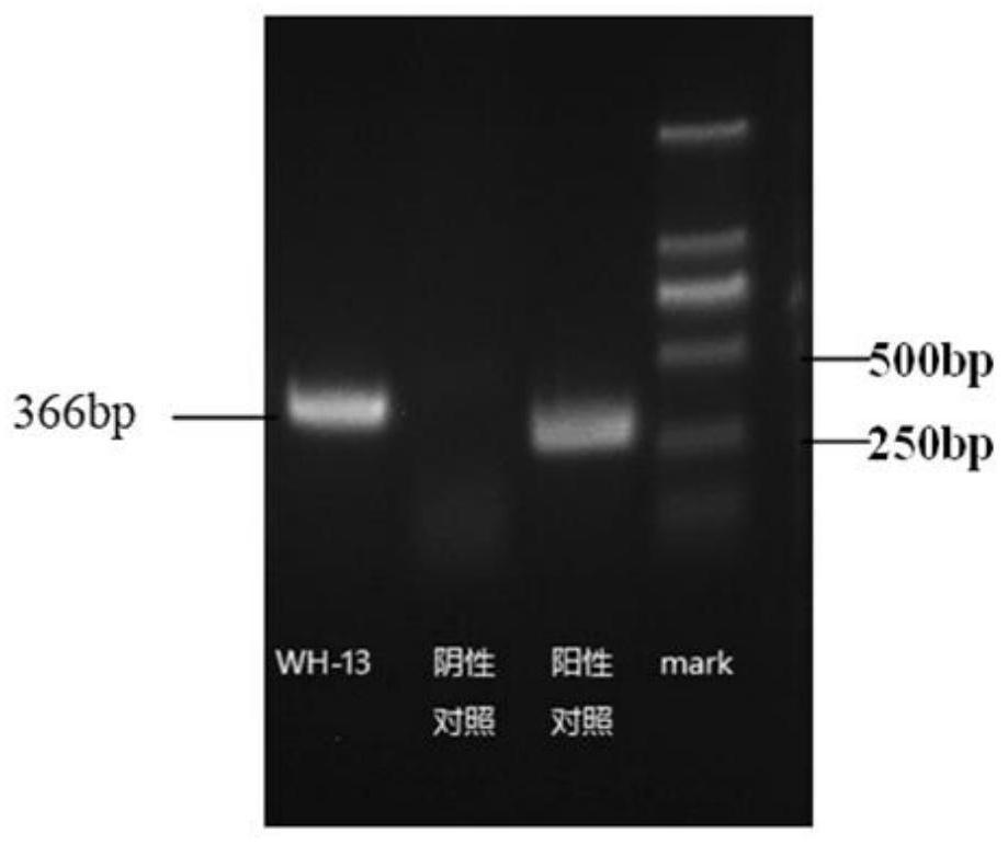 Porcine pseudorabies virus strain and application thereof