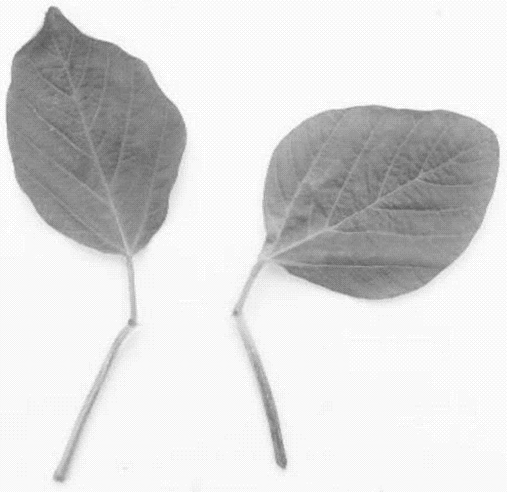 A method for identifying soybean resistance to soybean blight and its application in breeding