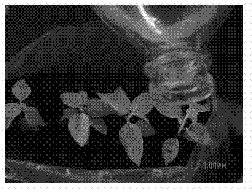 Out-of-bottle bag rooting method for tissue culture seedlings of Europe and America hybrid aspens