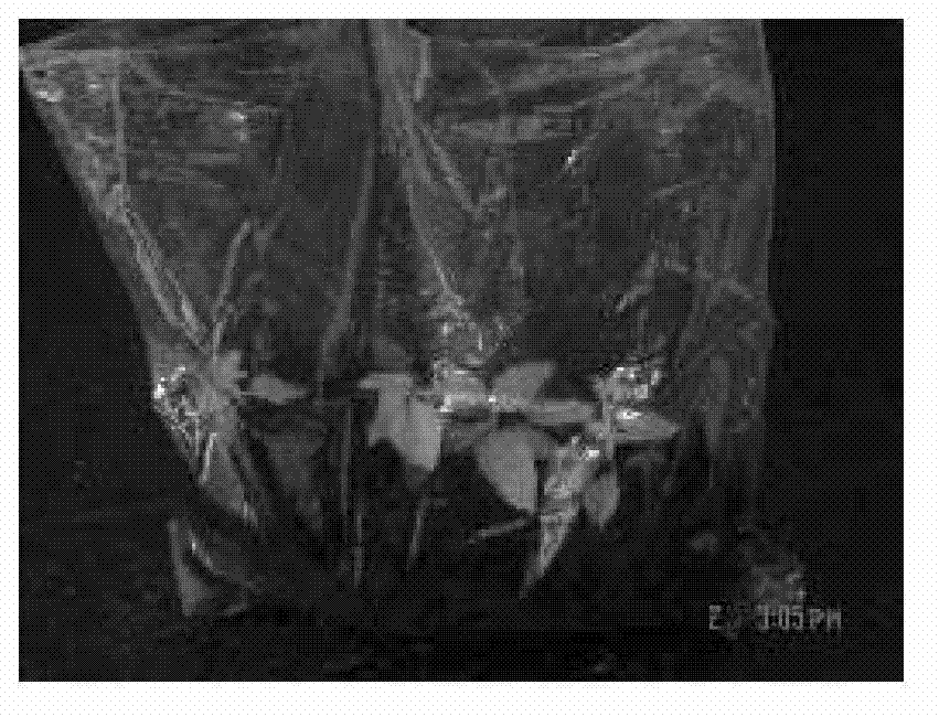 Out-of-bottle bag rooting method for tissue culture seedlings of Europe and America hybrid aspens