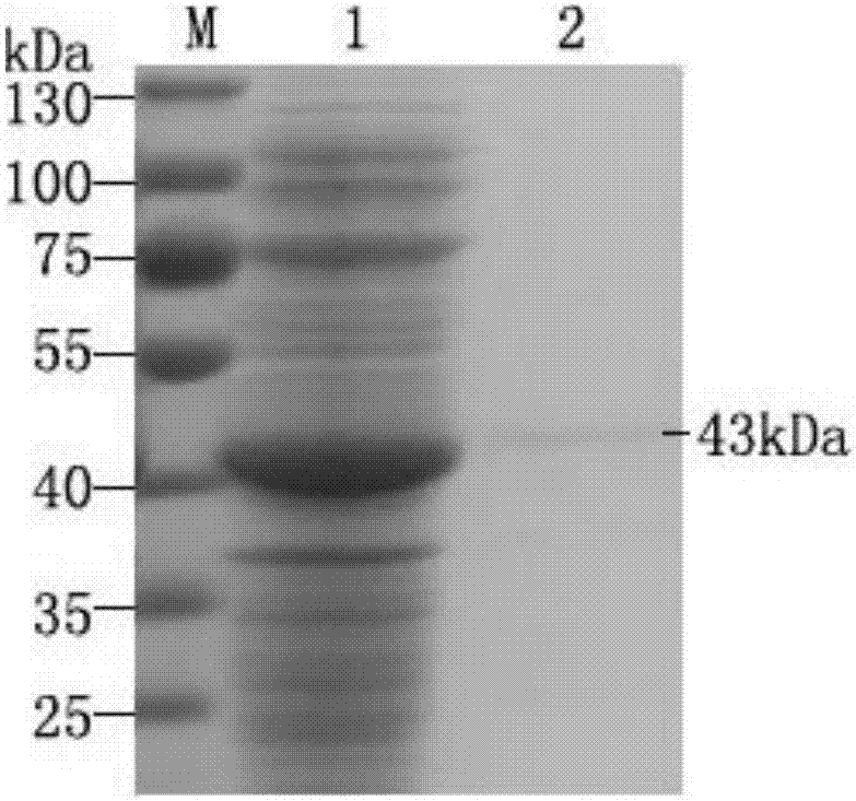 An enzyme-linked immunosorbent assay kit for the detection of Chlamydia psittaci