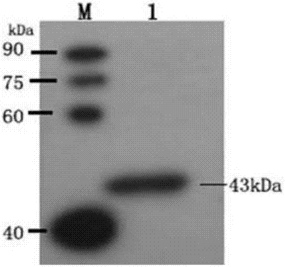 An enzyme-linked immunosorbent assay kit for the detection of Chlamydia psittaci