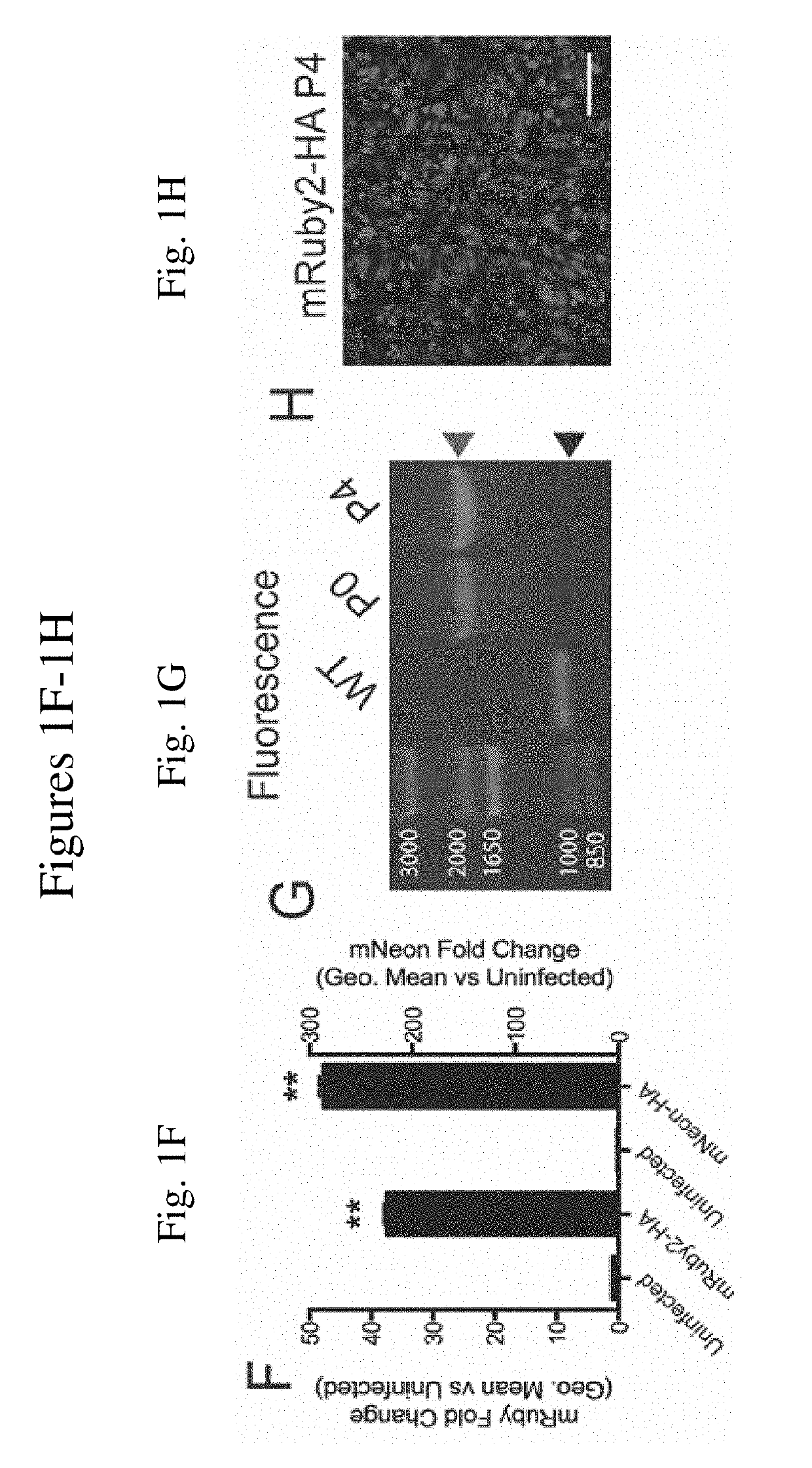 Engineered influenza polynucleotides, viruses, vaccines and methods of making and using the same