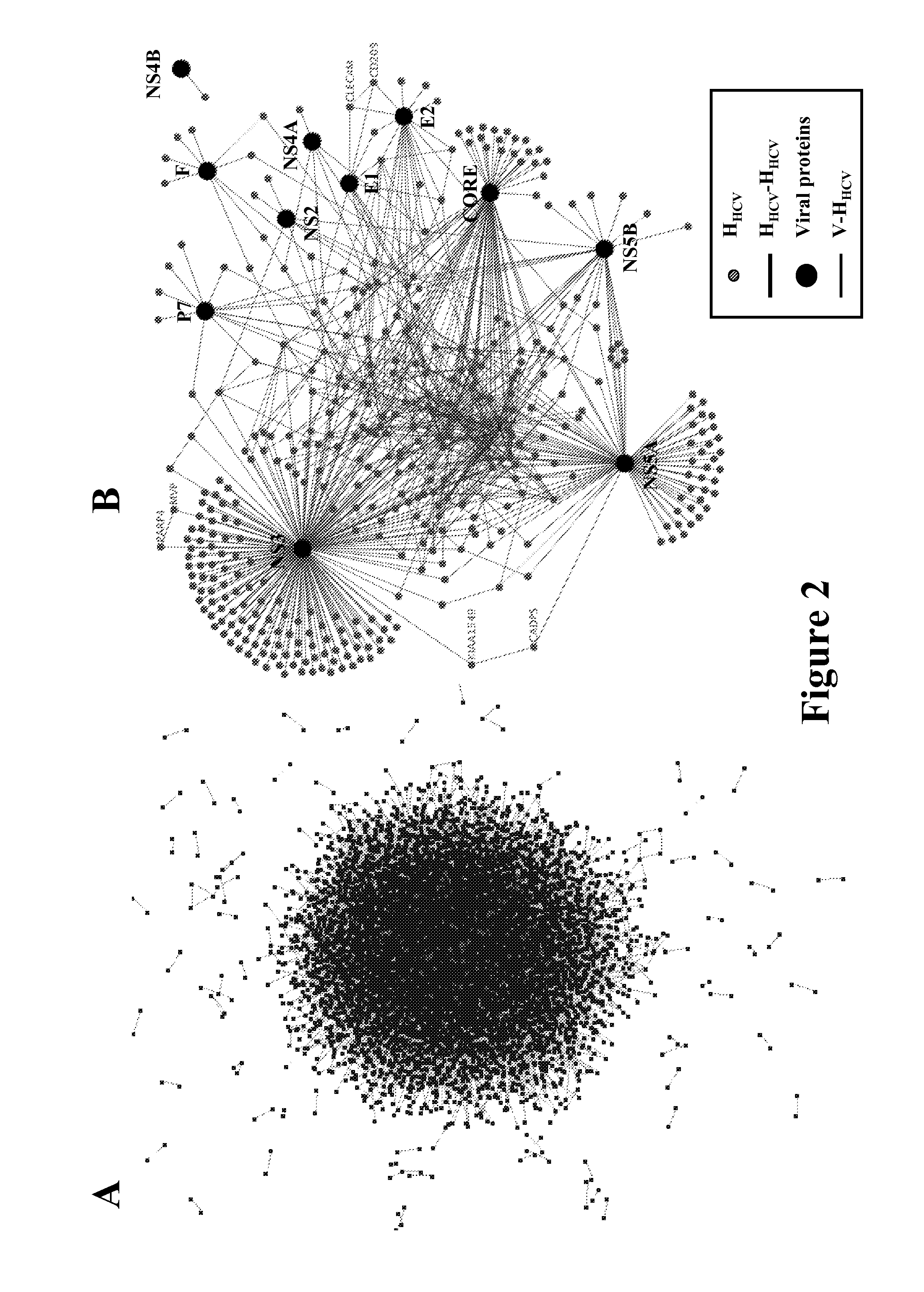 Methods for Screening Compounds for Treating and/or Preventing an Hepatitis C Virus Infection