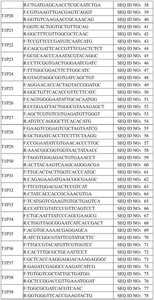 Primer composition for detecting drug resistance genes of mycobacterium tuberculosis drugs and application of primer composition