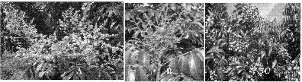 CGDD (Cumulative Growing Degree-Days) based method for improving longan florescence rate and fruit quality through flower forcing