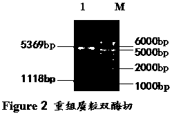 Mycobacterium tuberculosis 38KD protein DNA extraction and recombinant vector construction expressing method