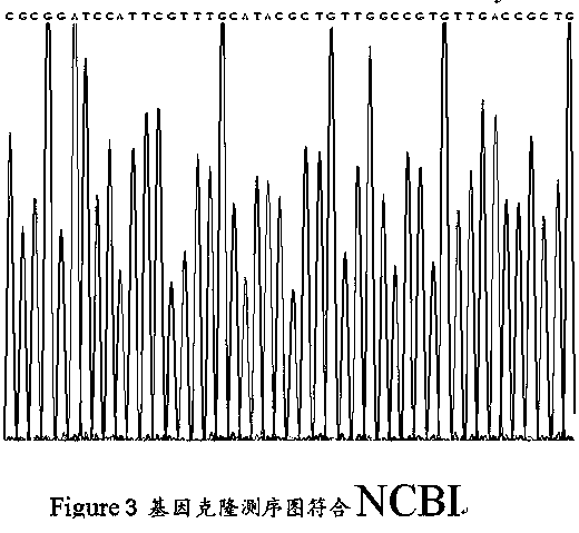 Mycobacterium tuberculosis 38KD protein DNA extraction and recombinant vector construction expressing method