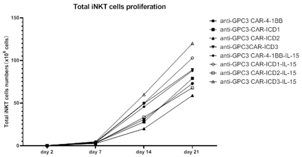 CAR-iNKT with high amplification, survival capacity and tumour killing effect, and application