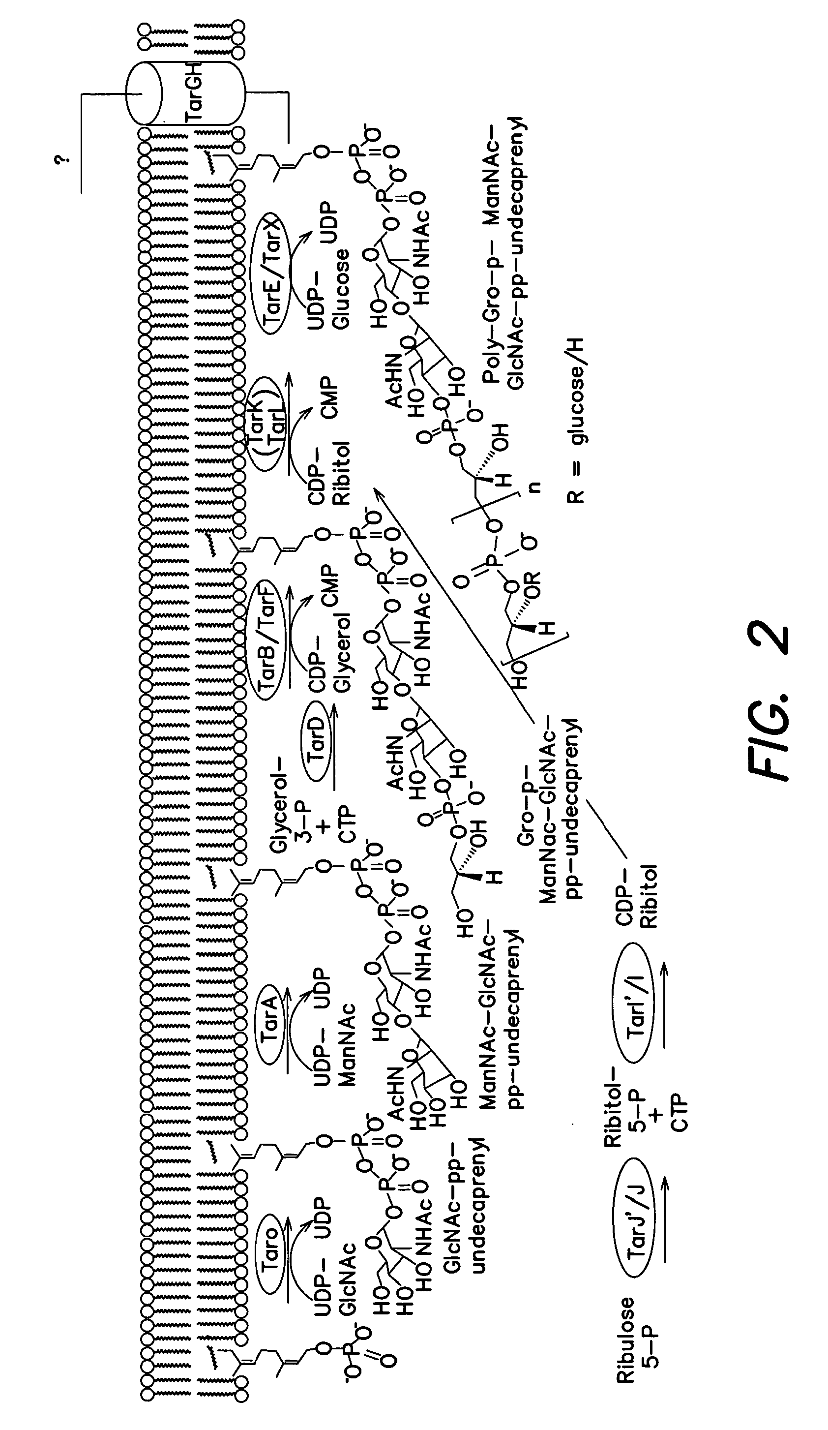 Methods and compounds for antimicrobial intervention
