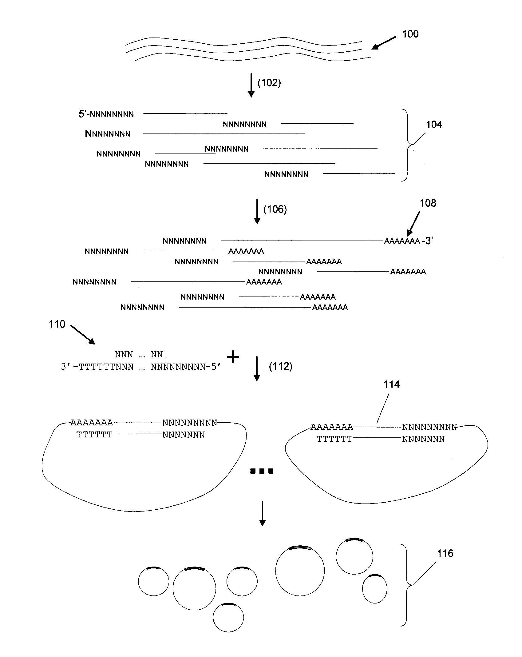 Methods and Compositions for Large-Scale Analysis of Nucleic Acids Using DNA Deletions