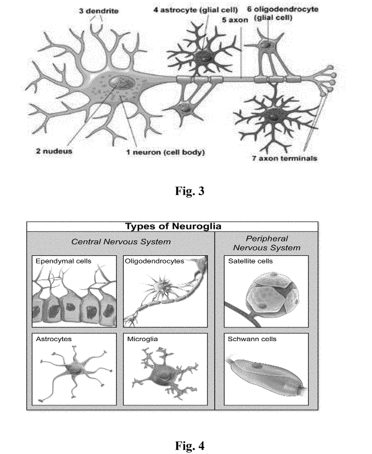 Unsupervised Deep Learning Biological Neural Networks