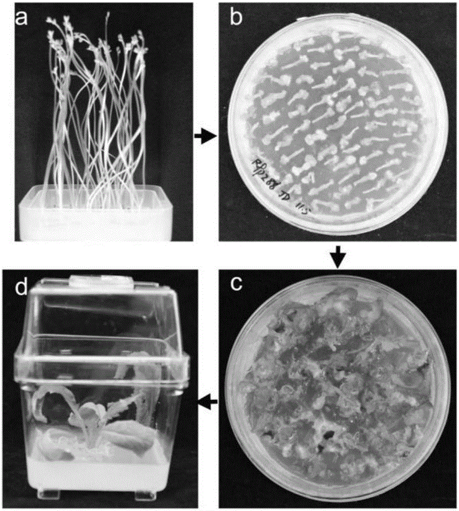 Genetic transformation method of agrobacterium-mediated mustard