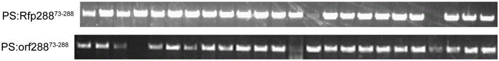 Genetic transformation method of agrobacterium-mediated mustard