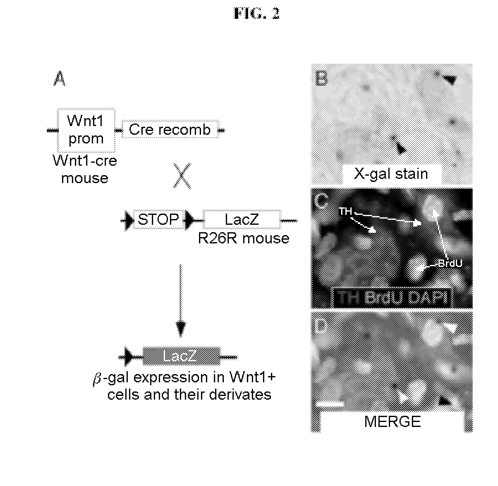 Stem cells derived from the carotid body and uses thereof