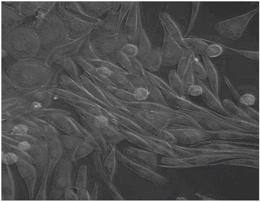 A method of preparing medical polypropylene monofilament with improved biocompatibility