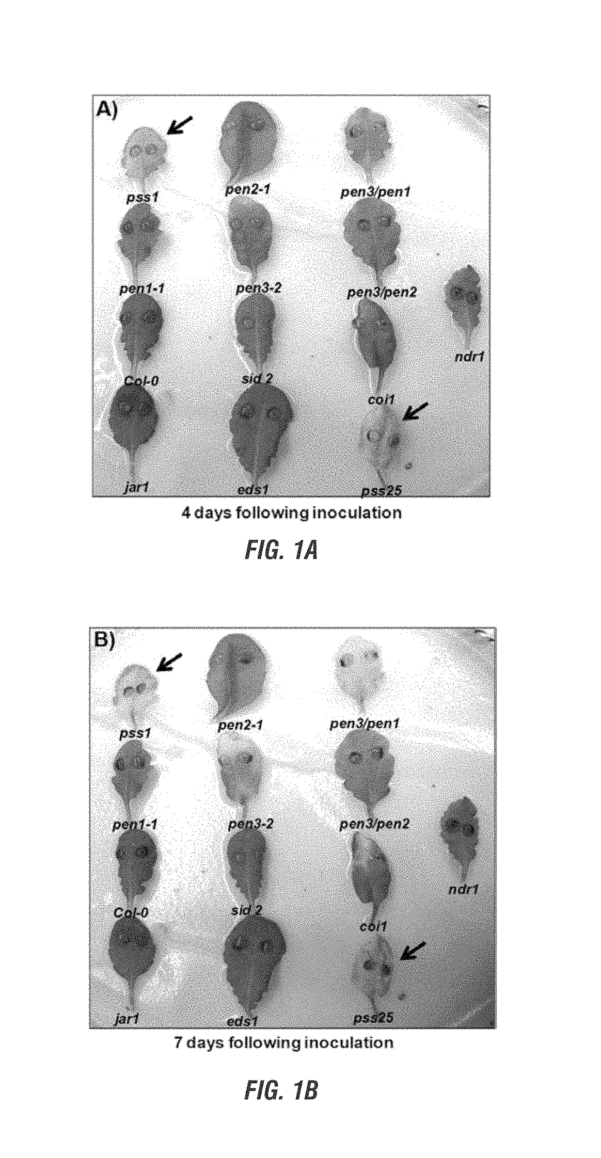 <i>Arabidopsis </i>nonhost resistance gene(s) and use thereof to engineer SDS resistant plants