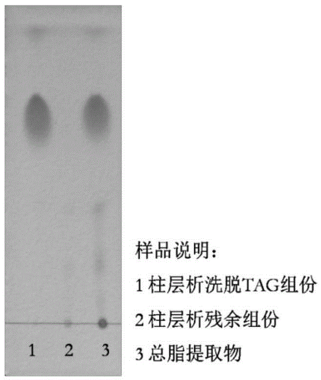 Graesiella sp. WBG-1 as well as isolation and screening method and application thereof
