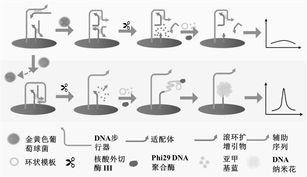 Electrochemical detection method of pathogenic bacteria based on DNA walker and nanoflower structure