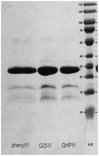 Large-scale preparation method of recombinant staphylococcus aureus vaccine