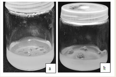 Method for obtaining larch regeneration plants through tissue in-vitro culture