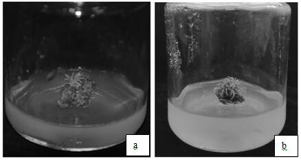Method for obtaining larch regeneration plants through tissue in-vitro culture