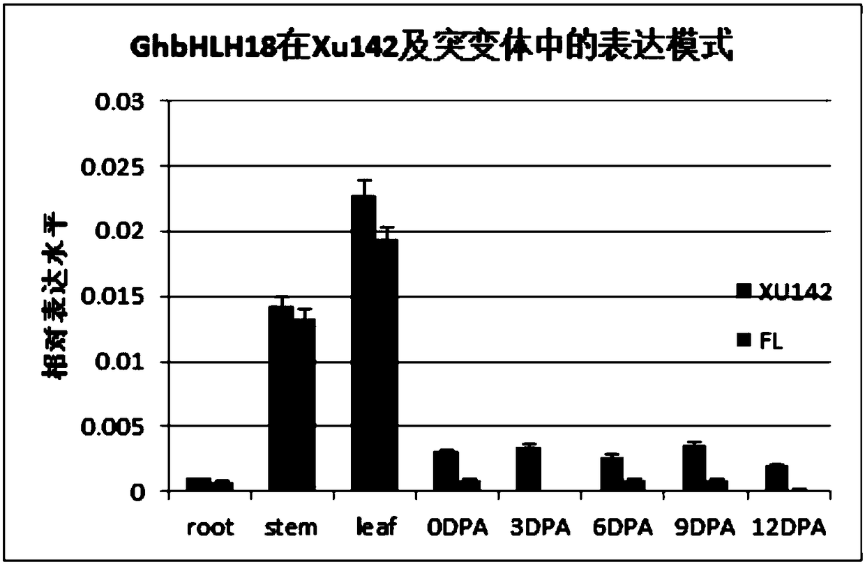 Transcription factor GhbHLH18 for expression of elongation period of cotton fibers and application thereof