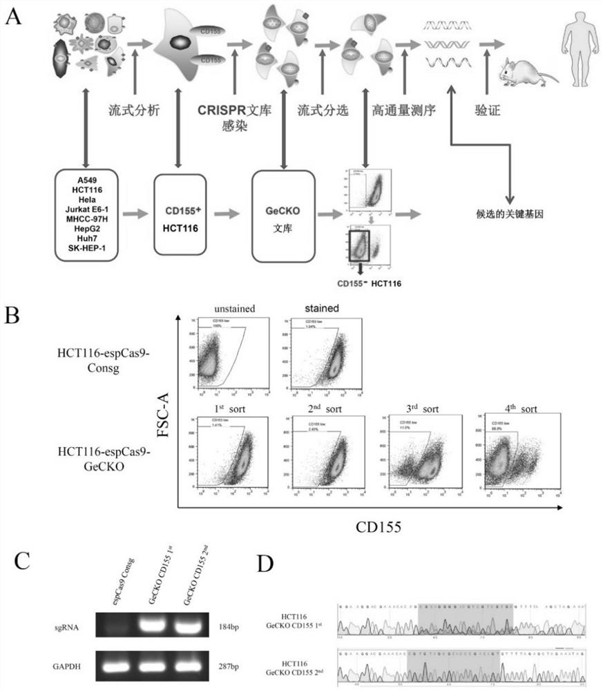 Application of GnT-II gene down-regulated expression as liver cancer prognostic marker