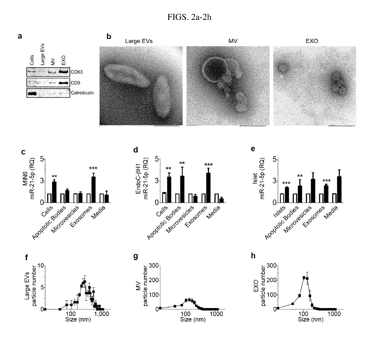 Extracellular vesicle ribonucleic acid (RNA) cargo as a biomarker of hyperglycemia and type 1 diabetes