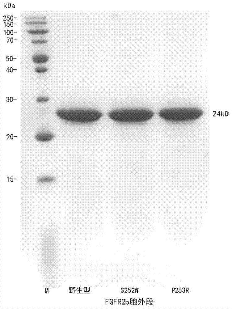 Gene sequence and polypeptide of FGFR2b ectodomain and application thereof