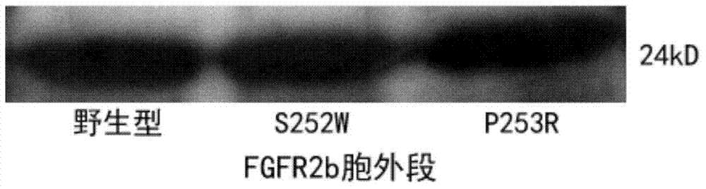 Gene sequence and polypeptide of FGFR2b ectodomain and application thereof