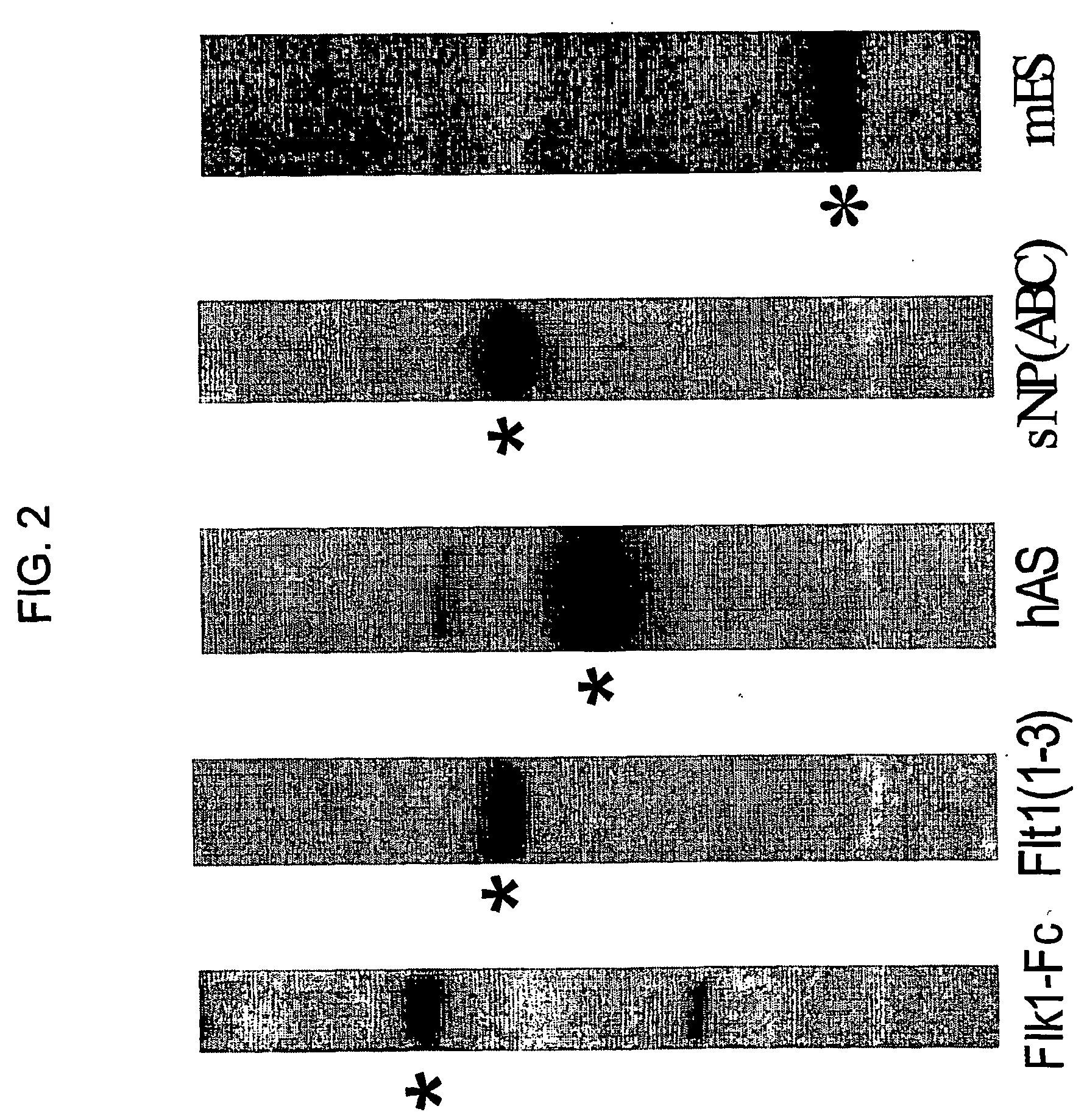 Method for treating cancer and increasing hematocrit levels